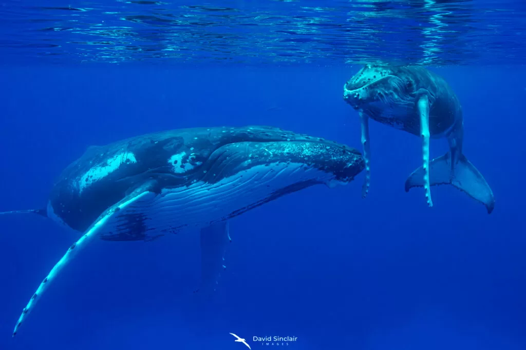 Mother and calf Humpback whales